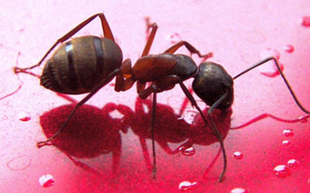 La fourmi et le burn-out