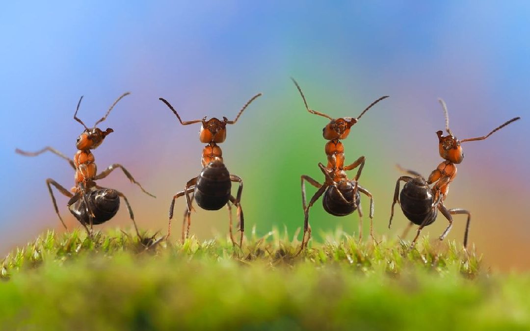 La fourmi qui danse