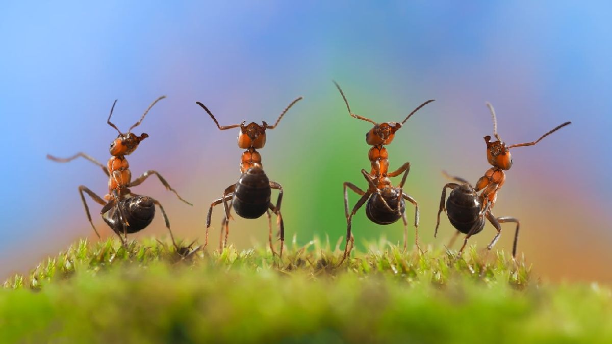 La danse des fourmis